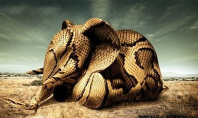 为什么巨头不害怕巨头，而害怕创业黑马？