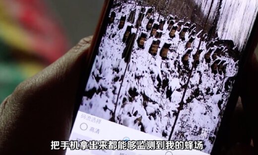山沟沟里的技术脱贫：阿里工程师助平武蜂农物联网养蜂