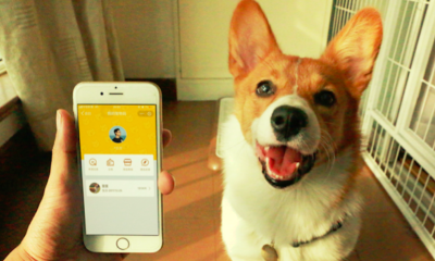 ​支付宝“宠物码”小程序上线，保护隐私又提高走丢宠物找回率