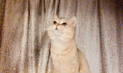 搅局“它经济”，资本连连下注，PetPlus宠加的杀手锏是什么？