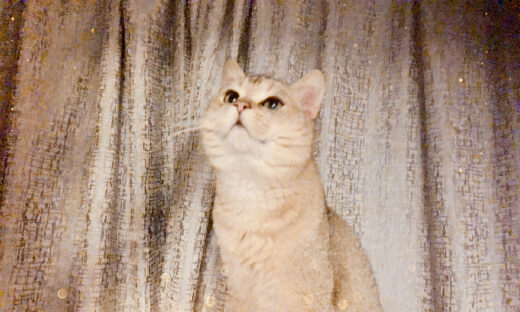 搅局“它经济”，资本连连下注，PetPlus宠加的杀手锏是什么？