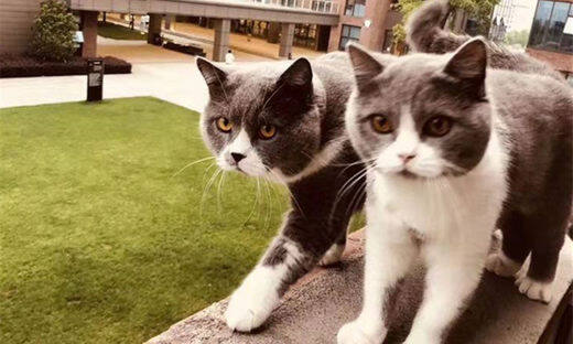 聚焦猫经济打造内容电商，喵圈完成近百万种子轮融资