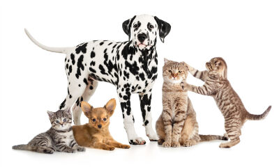 猫狗上行，投资下行