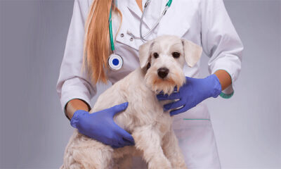 致力于宠物犬心脏病介入治疗，“泓宇医疗”完成3000万A轮融资