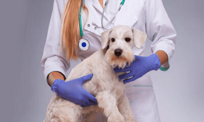 赋能宠物门店新零售转型，烁耙科技获数百万天使轮融资