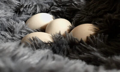 鸡蛋价格突然上涨近20%，天眼查：我国今年前8月新增蛋鸡养殖企业超6.8万家，同比增长42%