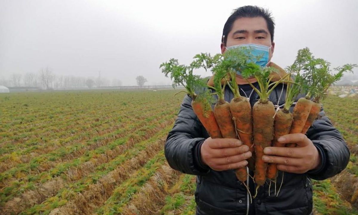 阿里巴巴院士爱心助农计划进贫困县，两天助销500吨萧县胡萝卜