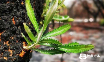 钟鼎资本严力：疫情过后，总有公司逆流而上