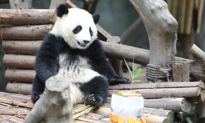 淘宝直播“云春游”升级：国宝大熊猫首次亮相 布达拉宫首场5G直播