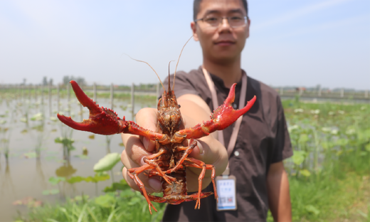 小龙虾的4000亿大生意