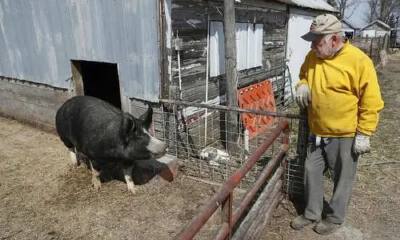 倒牛奶、埋玉米之后，美国鸡场猪场开始实施安乐死