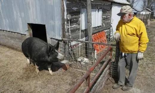 倒牛奶、埋玉米之后，美国鸡场猪场开始实施安乐死