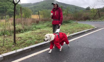 助残日导盲犬基地上淘宝直播：10万人点赞
