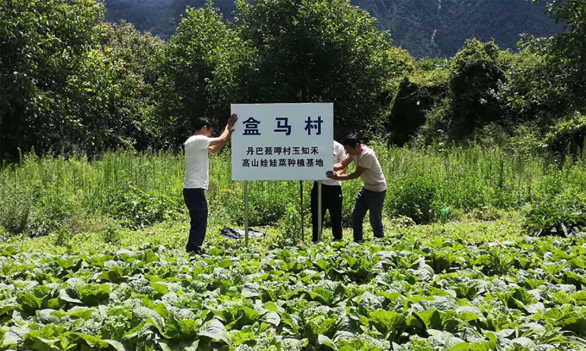 疫情之下民宿能撑多久？老板建盒马村种地自救