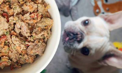 以宠物鲜粮切入，小狗研究所致力于为狗狗们提供健康营养的成长方案