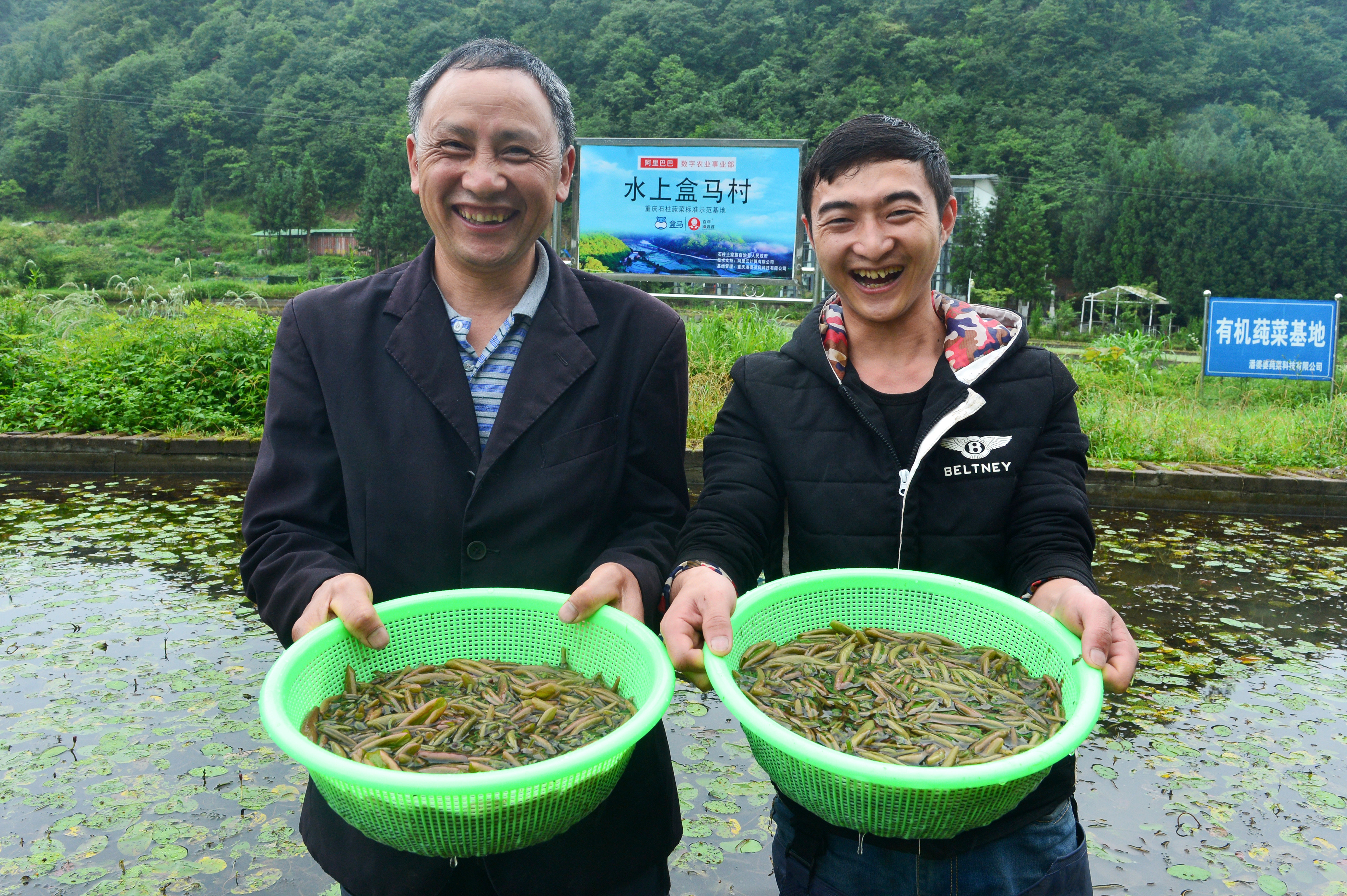 全国首个水上盒马村落户，重庆濒危莼菜种群扩大