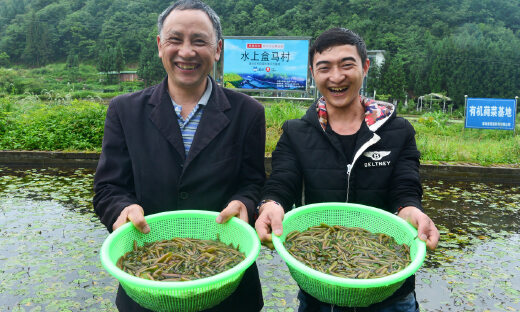 全国首个水上盒马村落户，重庆濒危莼菜种群扩大