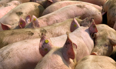 智能养殖科技公司睿畜科技完成A+轮融资，中农网领投