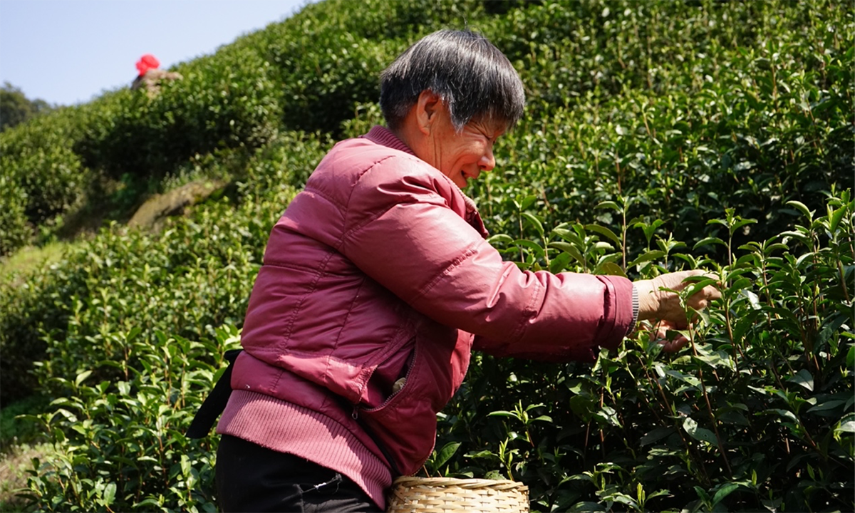 喝不起的明前茶，上不了IPO的茶企