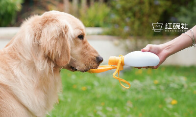 回望宠物行业2021：3000亿市场背后的2个新趋势和1个痛点