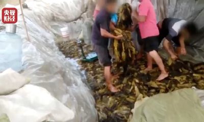 酸菜风波背后：市场规模近百亿，有企业获亿级融资