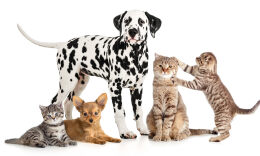 星联未来SATELLAI完成数千万元A轮融资，商汤国香资本领投