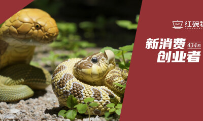 潮玩红海下，将原创动物手办做到月销百万，动物星球的秘诀是什么
