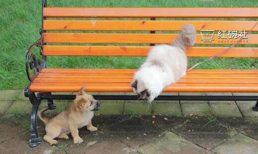 一年过去了，我们向5位做宠物食品的老板请教了这10个关键问题