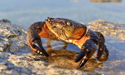 华裔科学家用蟹壳造电池：千次循环能源效率99.7%，2/3可完全生物降解