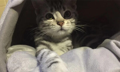 自主研发智能宠物舱，小宠科技获近千万元天使轮融资