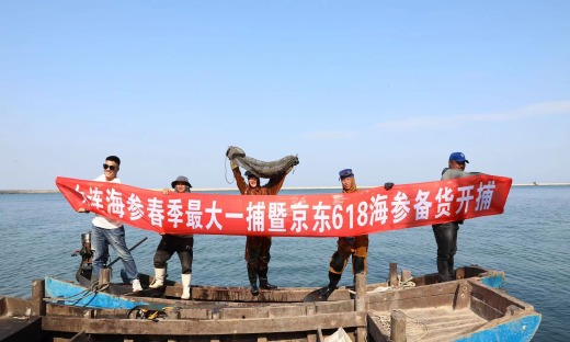 京东超市多措并举上线优质海参，一根19块9挑战全网最低价