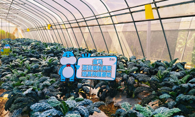 继板蓝根青菜后，盒马再推一款“超级蔬菜”