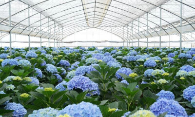 悦己消费火了，这届爱花人士在盒马实现了“买花自由”