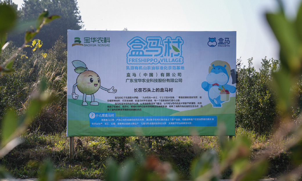 从餐桌到梳妆台，有机山茶油盒马村“榨”出茶果新价值